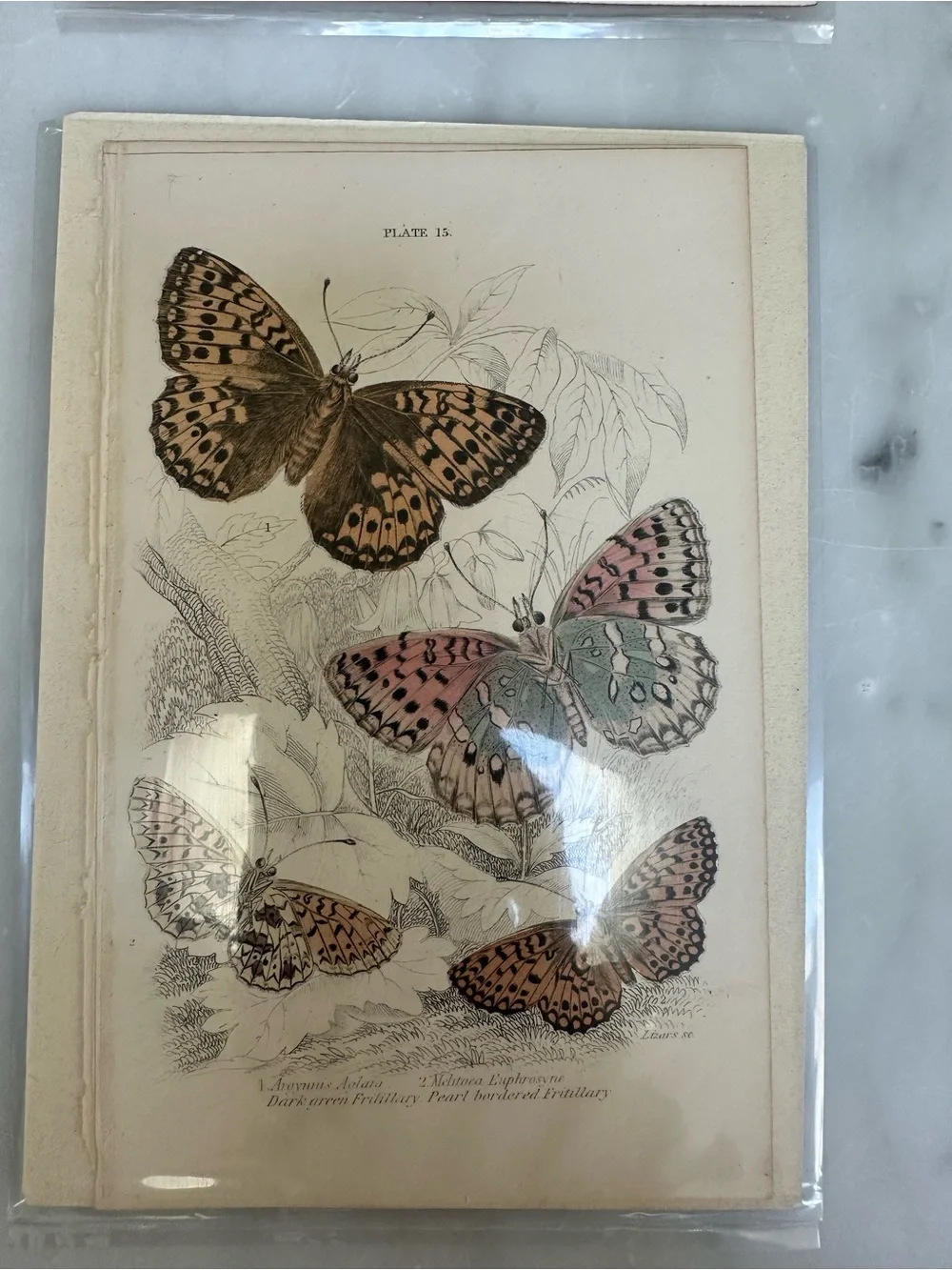 1800s Jardines Natural History Butterfly Chromolithograph Prints 4x6.5”